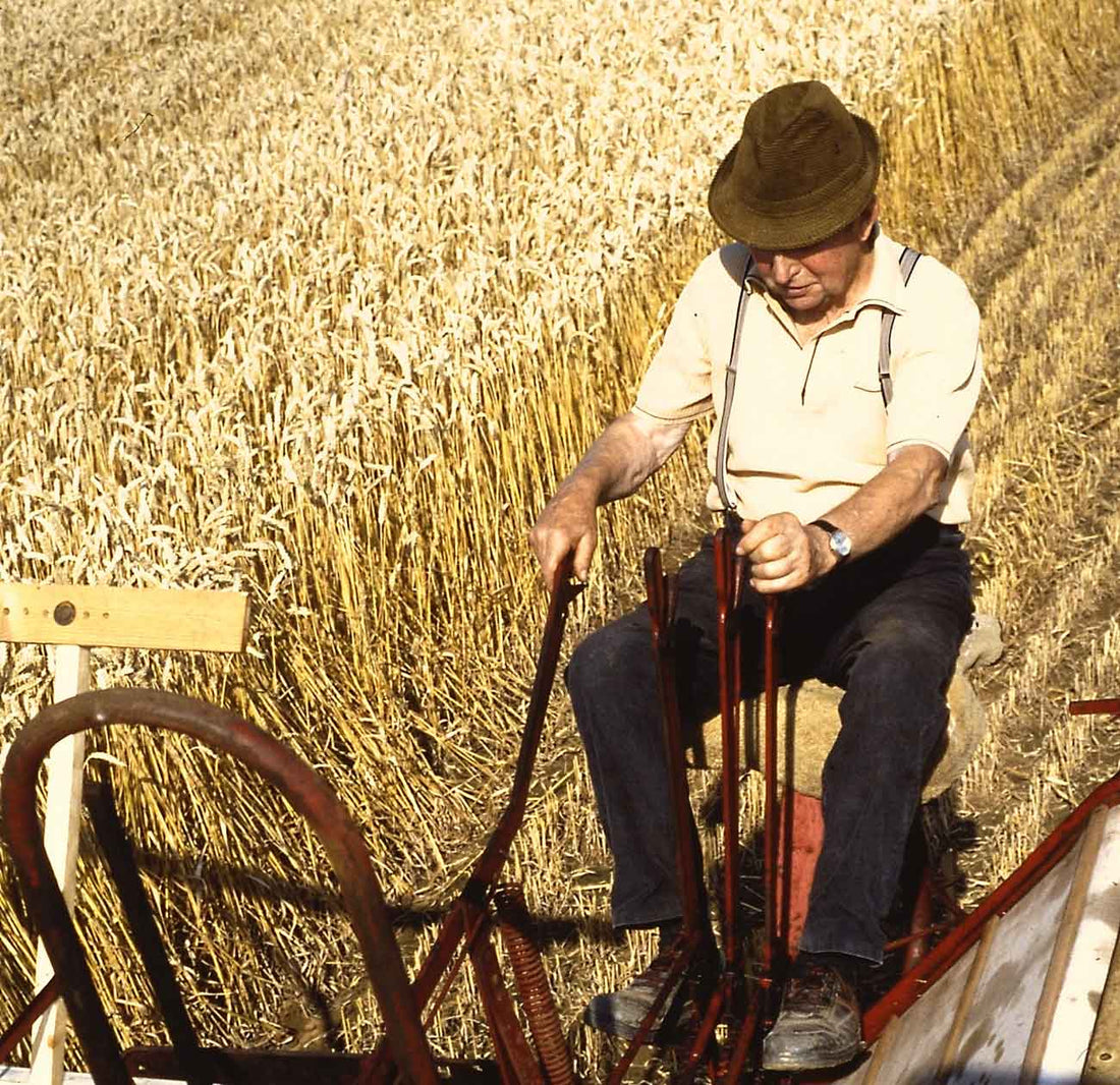 Mein Opa Karl bei der Getreideernte