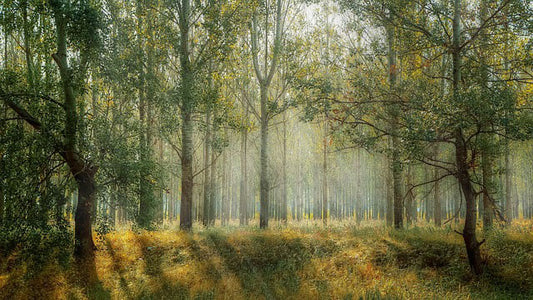 Waldbild für den Blog zum Sprichwort "auf Holz klopfen"Bild von Valentin auf Pixabay