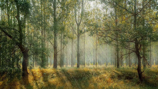 Waldbild für den Blog zum Sprichwort "auf Holz klopfen"Bild von Valentin auf Pixabay