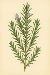 Rosmarin: Der mediterrane Rebell im Seeräuber-Gin