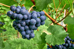 Der Trollinger – Eine schwäbische Geschichte im Glas