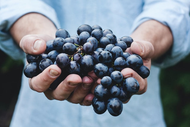 Der Lemberger: Ein südländischer Charmeur erobert die Herzen der Weinkenner