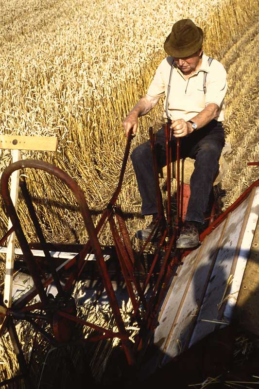 Bild meines Großvater Karls bei der Getreideernte